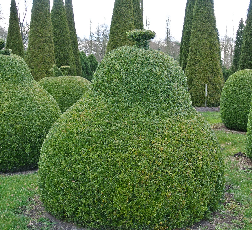 Buxus Birnen